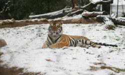 aasnowmikejpg-94ead637e0726870